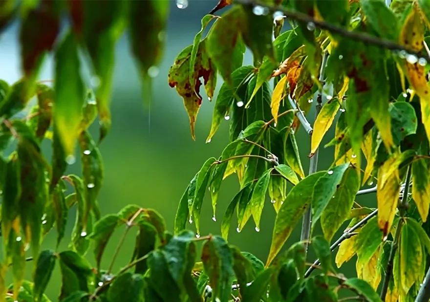 Rain, Humidity and Vegetation